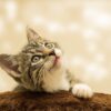 赤ちゃん猫、動物の赤ちゃん