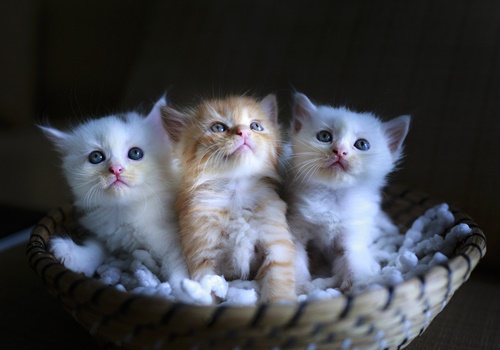 3匹の子猫のイメージ、小さい