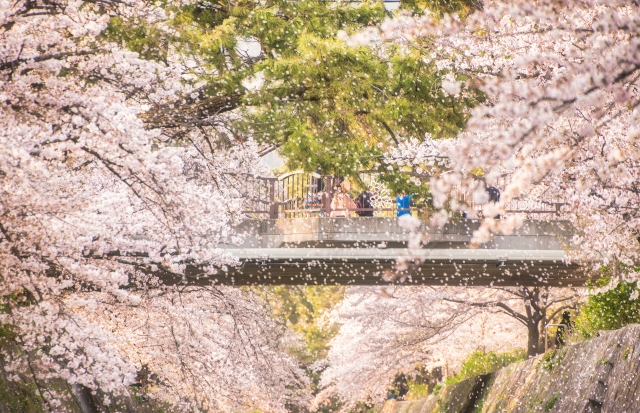 桜吹雪と橋、春のイメージ